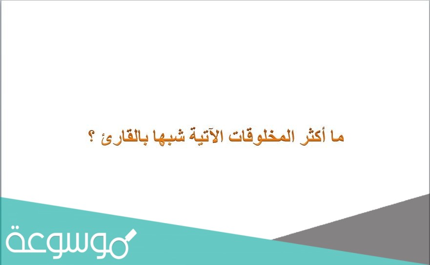 ما أكثر المخلوقات الآتية شبها بالقارئ ؟