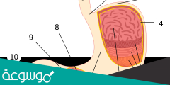 ما المصطلح المناسب الذي يصف المعدة؟