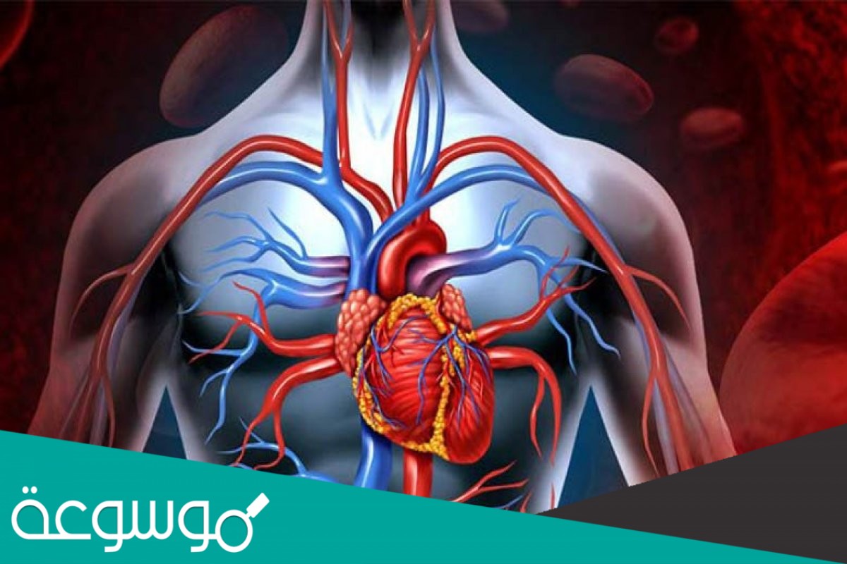 اي مصطلح مما يلي يطلق على احد اجهزة جسم الانسان