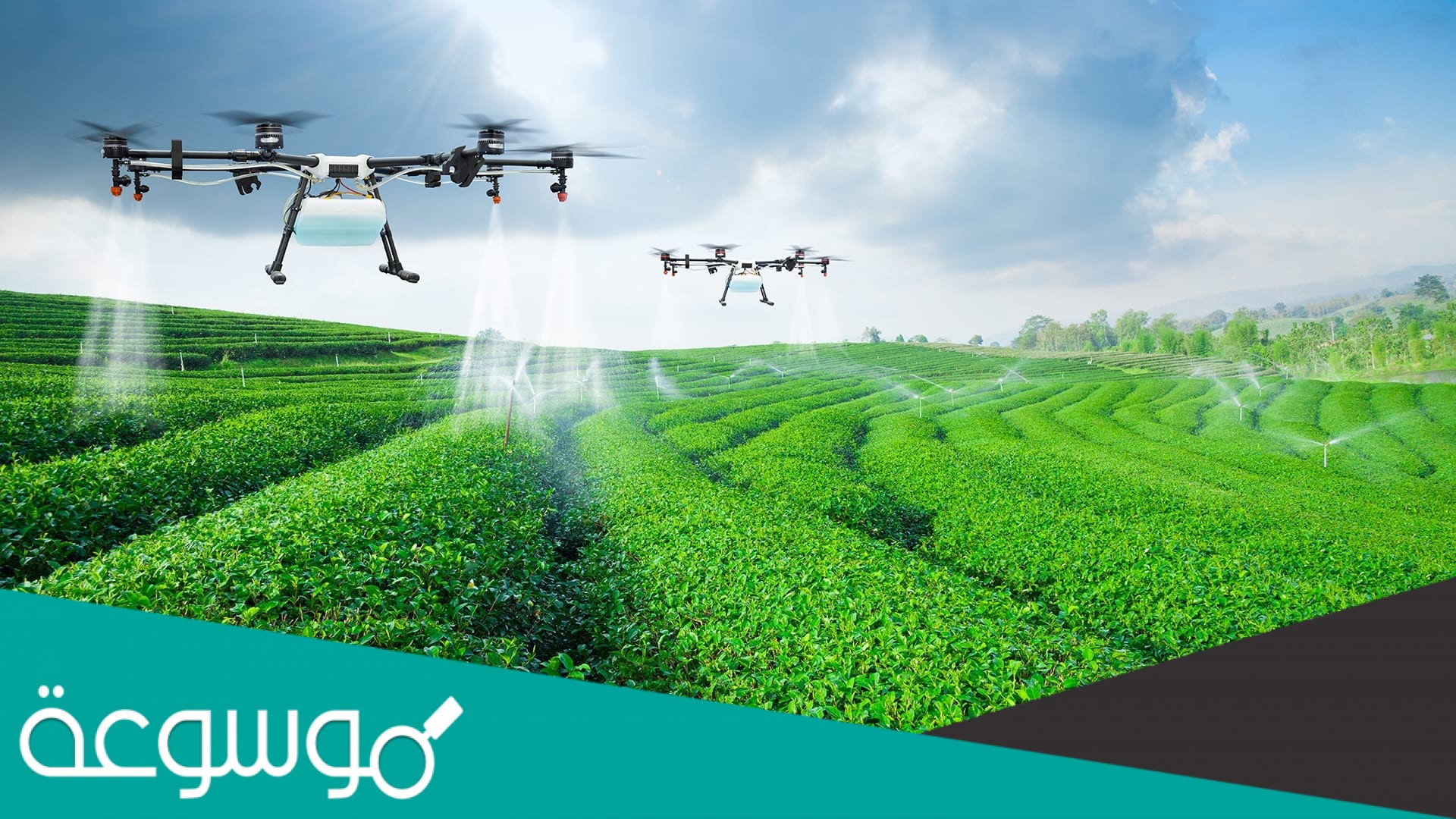 ما سبب تسمية المحاصيل النقدية