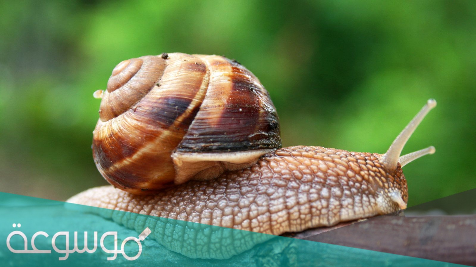 ما هي خصائص الرخويات