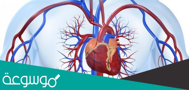 أي المخلوقات الآتية له جهاز دوران مغلق؟