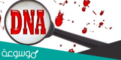 ماوظيفة ال dna