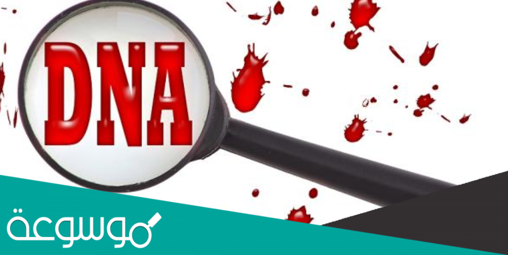 ماوظيفة ال dna