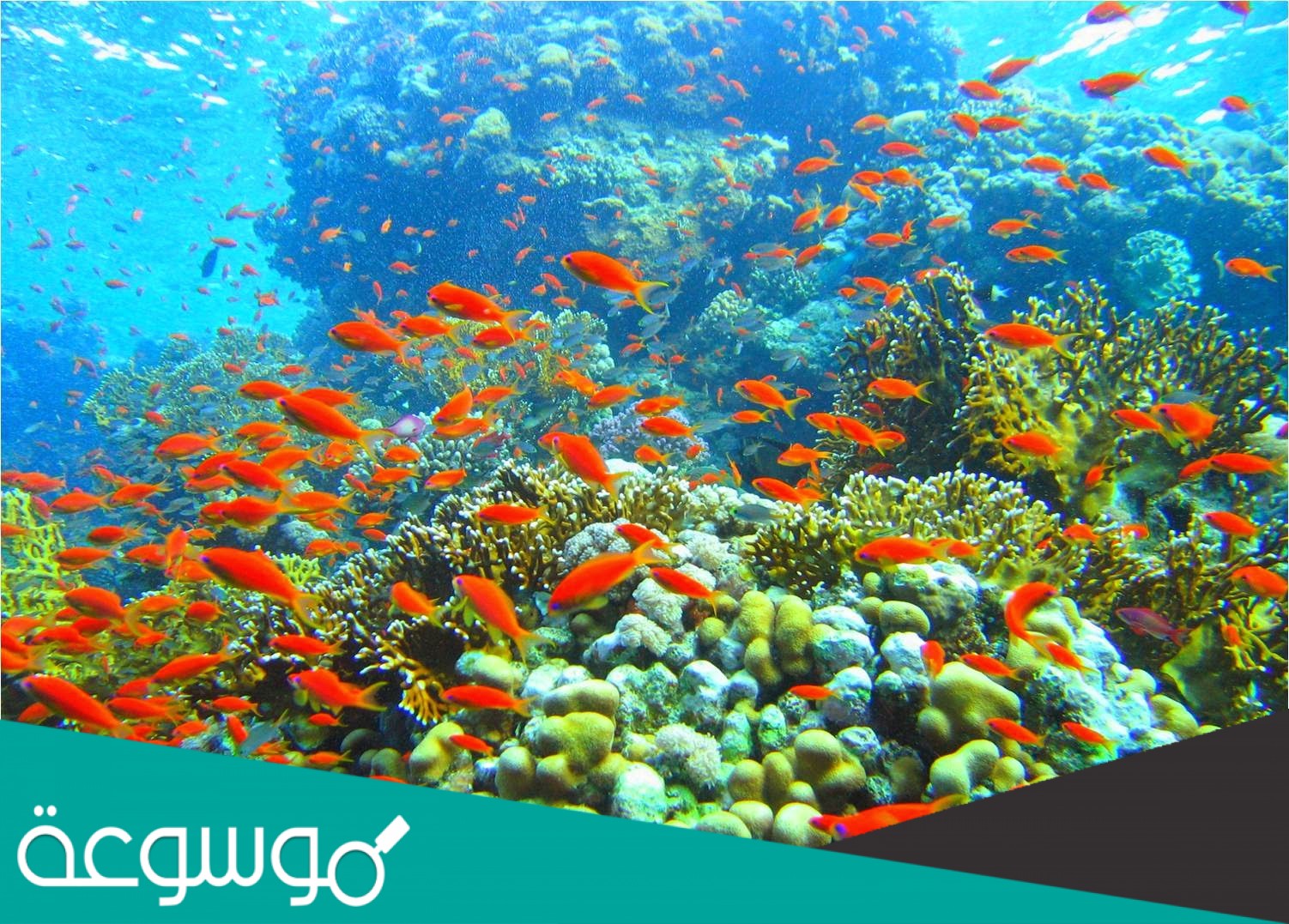 المجتمع الحيوي المستقر الذي ينتج عندما يكون هناك تغير طفيف في عدد الانواع