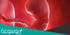 لماذا سميت مرحلة الجنين الخلوي بهذا الاسم