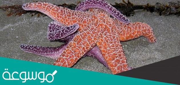 اللافقاريات هي حيوانات