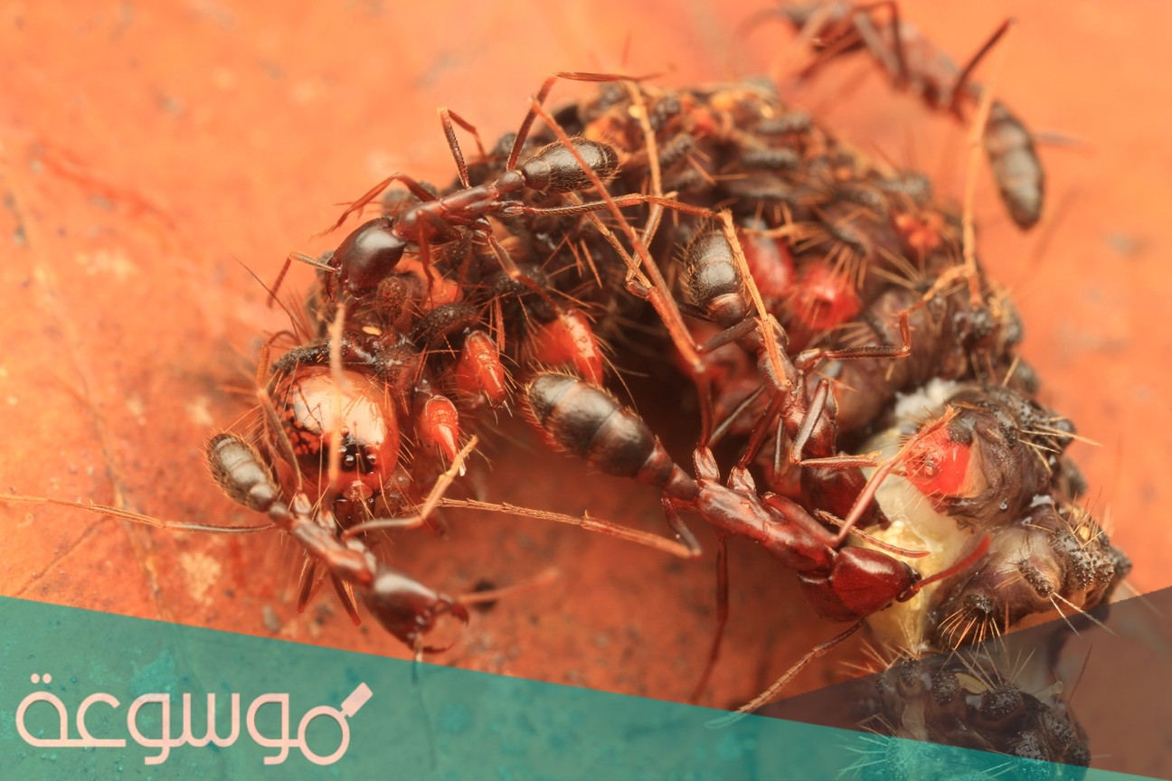 من صفات عش النمل الغريب