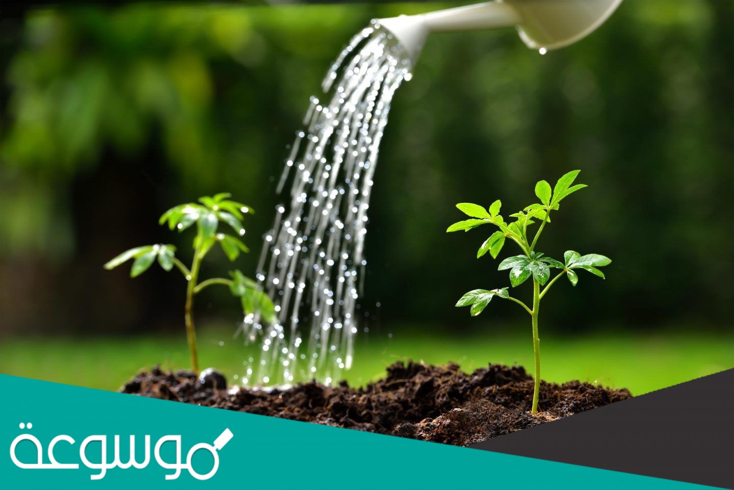 قارن بين التنفس الخلوي والبناء الضوئي