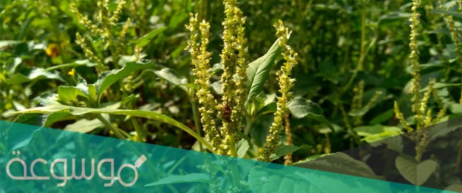 من خصائص النباتات مغطاة البذور تكون بذورها محاطة بالثمار