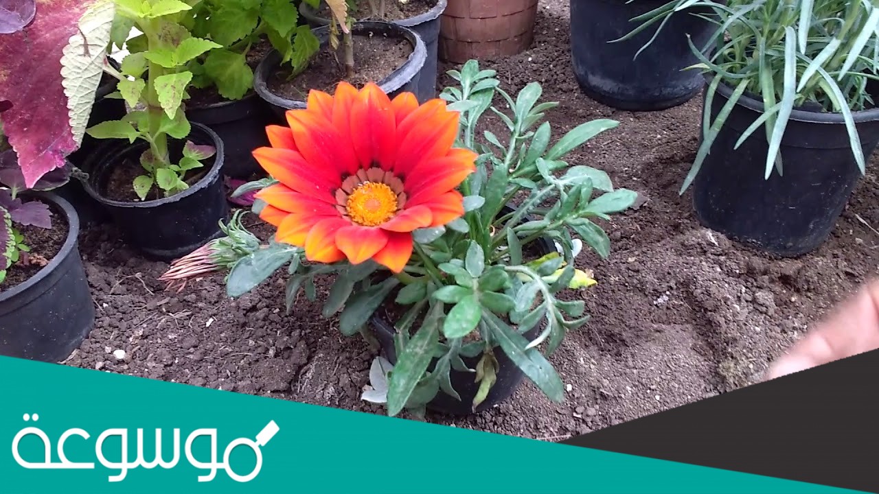 يتم في النبات عمليتي البناء الضوئي والتنفس وهما متعاكستان تقريبا