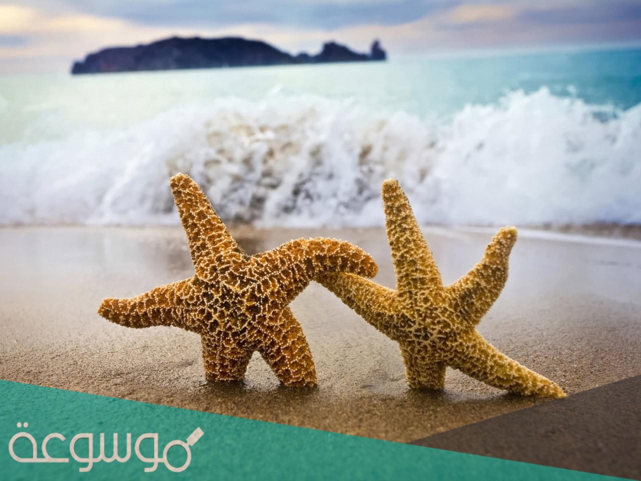 أي مجموعات اللافقاريات التالية يظهر فيها التماثل الشعاعي بوضوح ؟