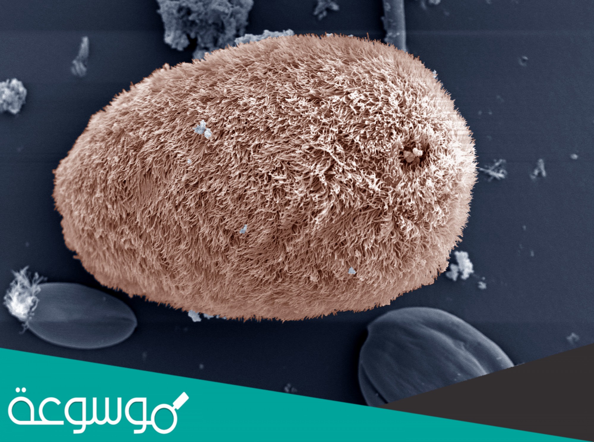 تختلف الهدبيات عن البوغيات في تكاثرها حيث إن البوغيات تحتاج إلى ...... لتكمل دورة حياتها، في حين لا تحتاج الهدبيات إلى ذلك في تكاثرها.