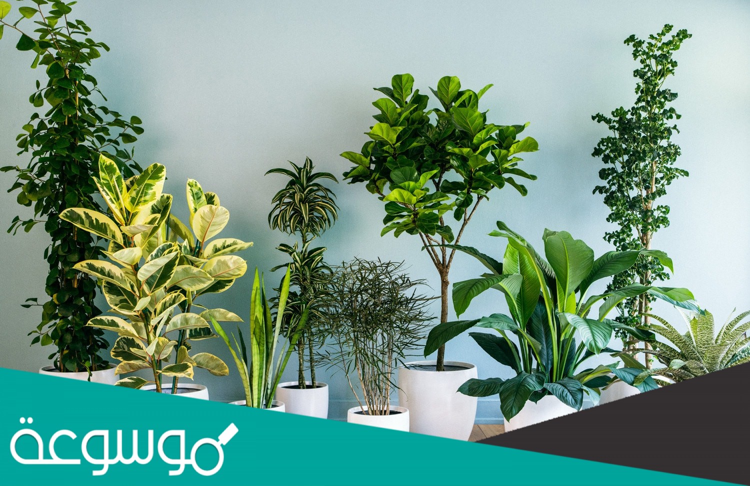 يتكون معظم الخشب واللحاء الجديد للنبات