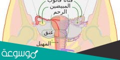 يتم إنتاج البويضات في