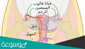 يتم إنتاج البويضات في