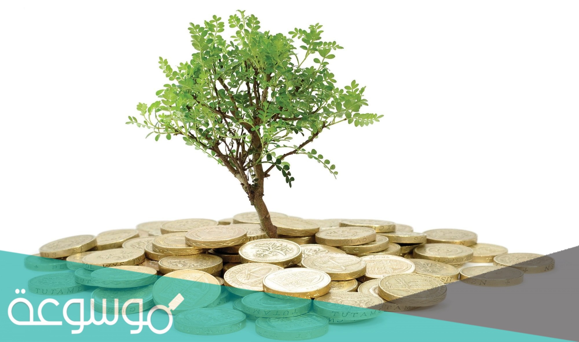 النصاب والمقدار الواجب