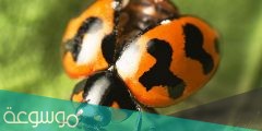 معلومات حشرة الدعسوقة