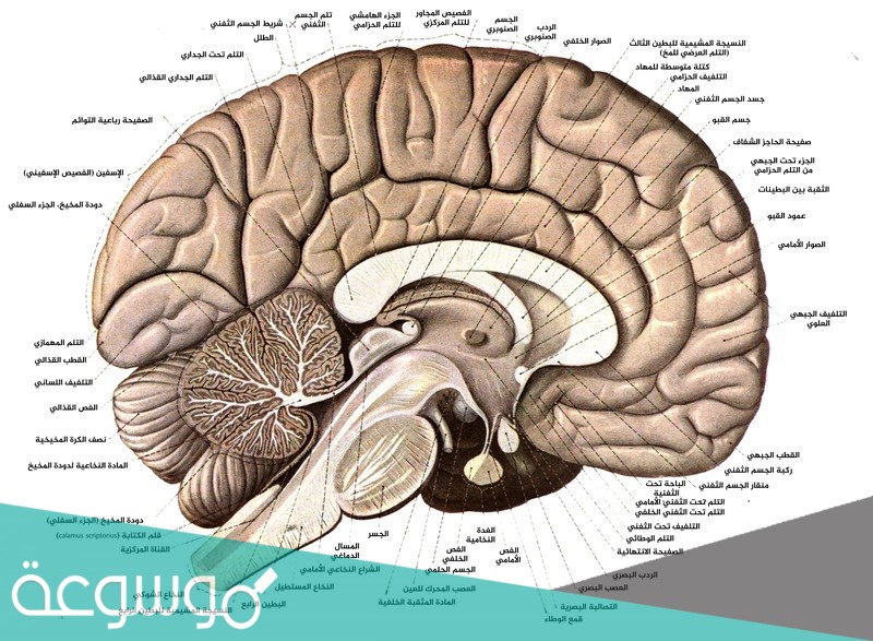 ما هو الفرق بين الدماغ الايمن والايسر