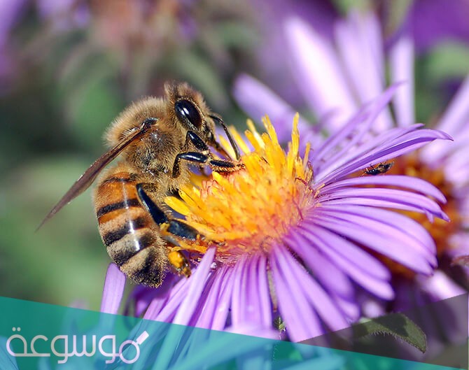 اين يقع نهر النحل