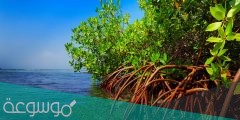 ما الاسم العربي للنبات الساحلي المعروف ب المانجروف