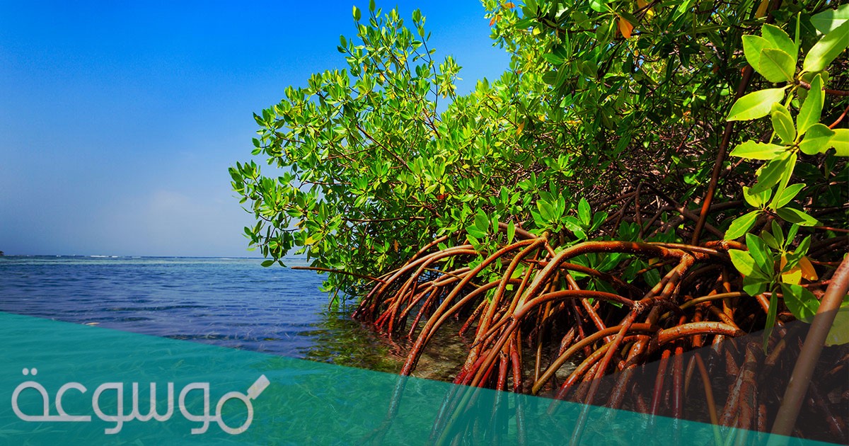 ما الاسم العربي للنبات الساحلي المعروف ب المانجروف