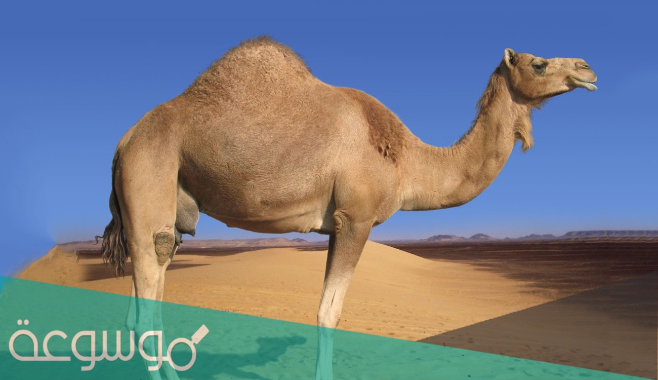 من هي ام حائل