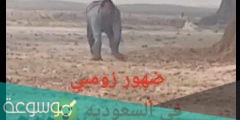 ما هي حقيقة الزومبي في السعودية