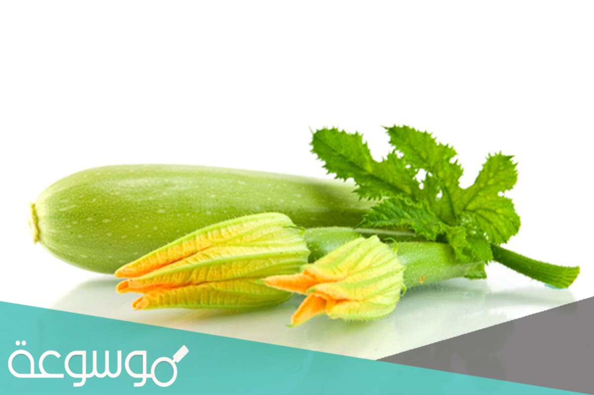 ما هي فوائد القرع الأخضر للكلى والقولون