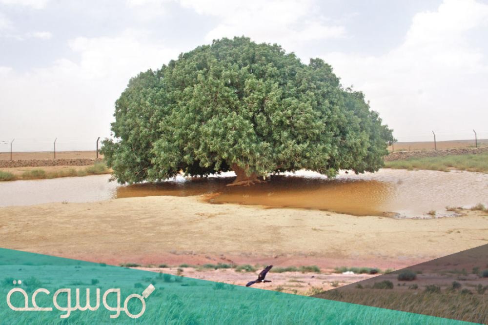 اين تقع الشجره التي استظل بها الرسول عليه السلام