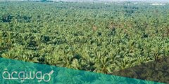 كم عدد النخيل في الأحساء