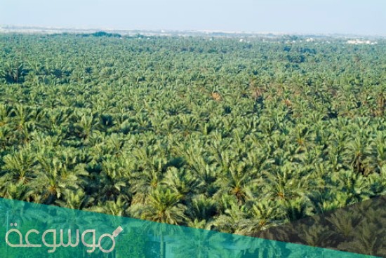 كم عدد النخيل في الأحساء