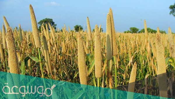 فوائد مديدة الدخن السودانية لزيادة الوزن