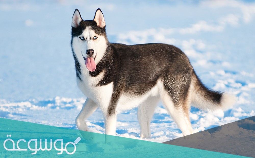 كلاب الهاسكي ويكيبيديا