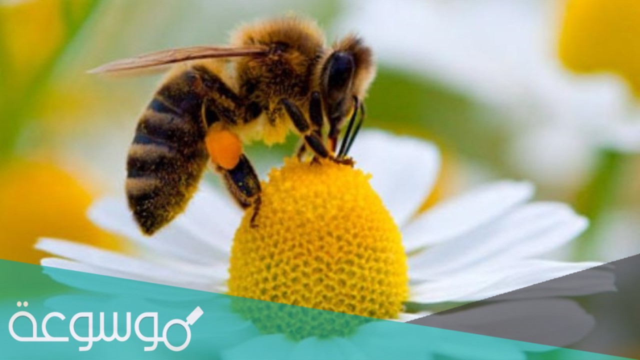 ما هي لغة التخاطب عند النحل