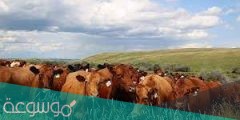 متى ينزل دعم المواشي 1442 الشهر الحالي
