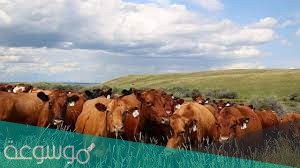 متى ينزل دعم المواشي 1442 الشهر الحالي