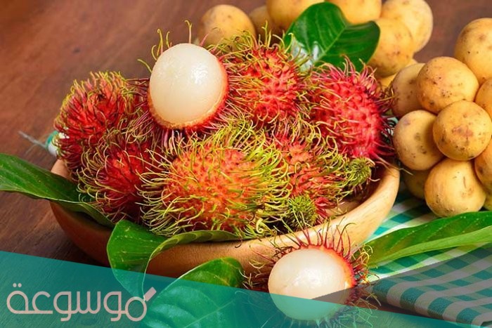 ماهو نبات الرامبوتان