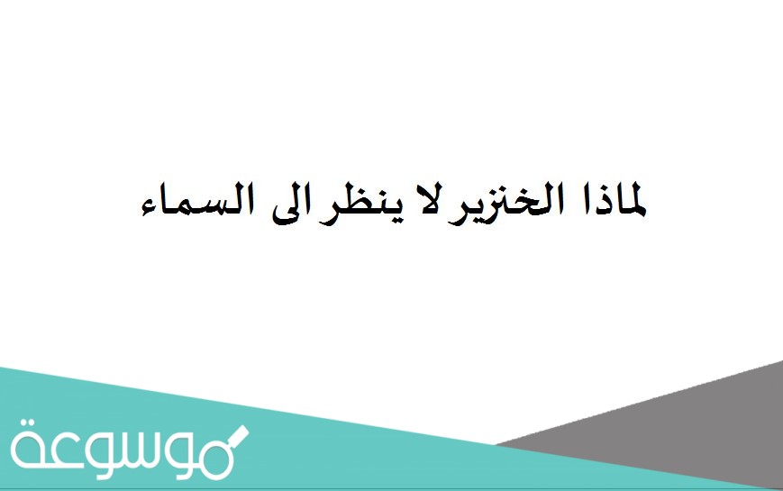 لماذا الخنزير لا ينظر الى السماء