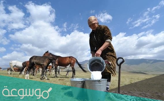 شرب حليب الخيل