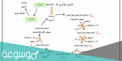 كم مرة تتكرر حلقة كربس حتى ينتج 8co2