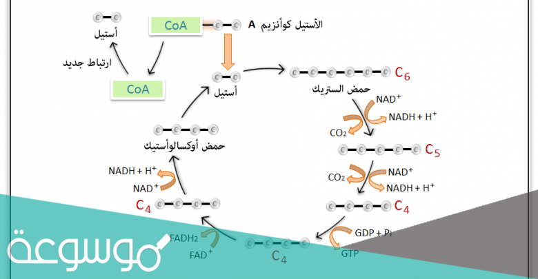 كم مرة تتكرر حلقة كربس حتى ينتج 8co2