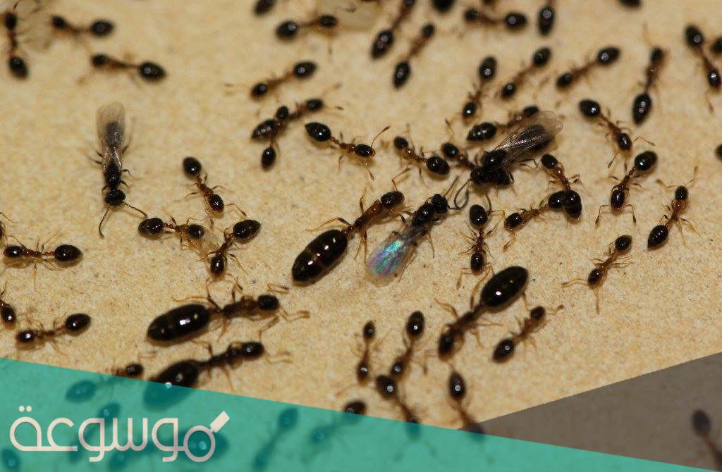 ما هو اسم بيت النمل