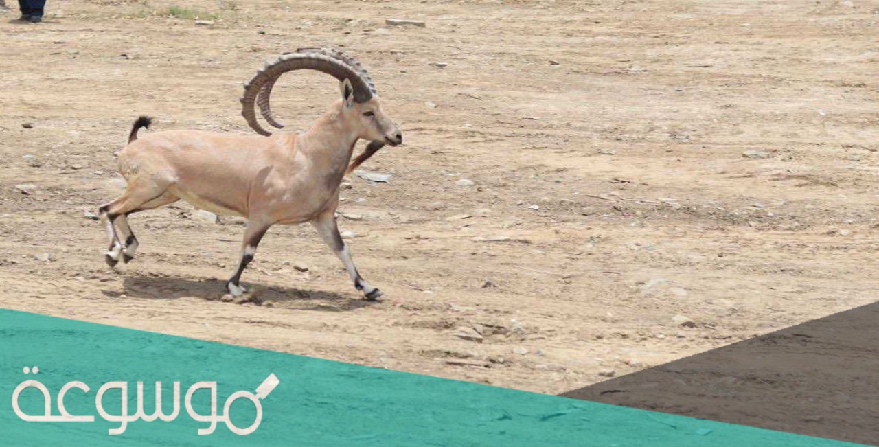 أين يوجد الوعل العربي في السعودية