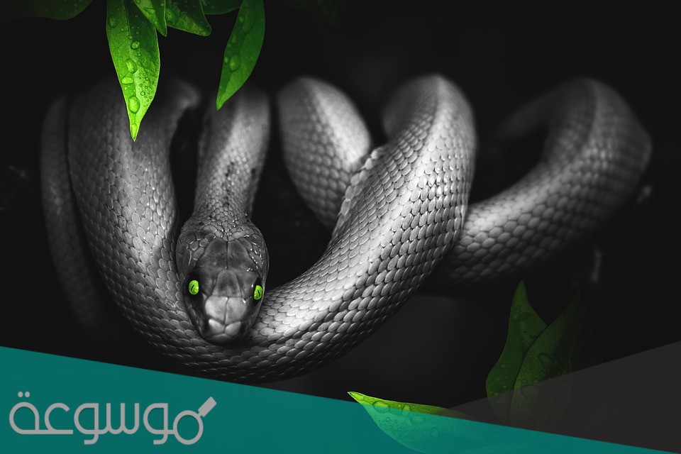 كيف تفرز الثعابين سمها