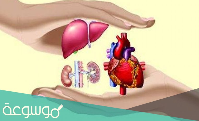 هل يجوز التبرع بالاعضاء