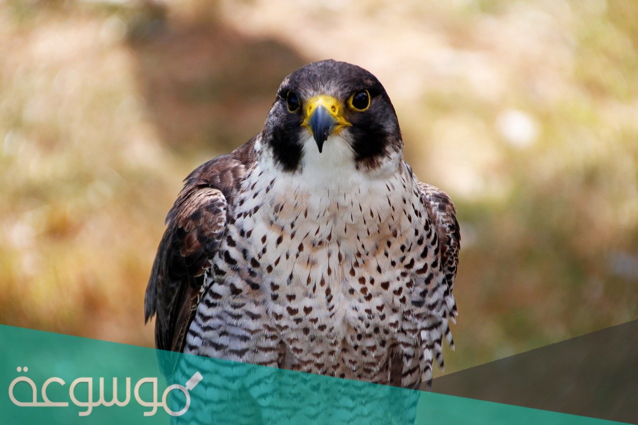 أسرع طائر في العالم ويكيبيديا