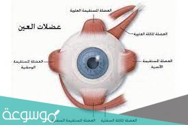 أنواع عضلات العيين