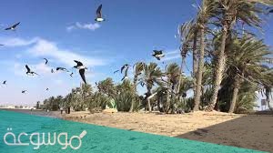 املج في السعودية