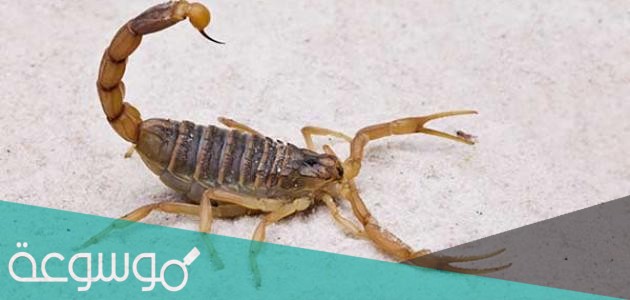 اين تعيش العقارب